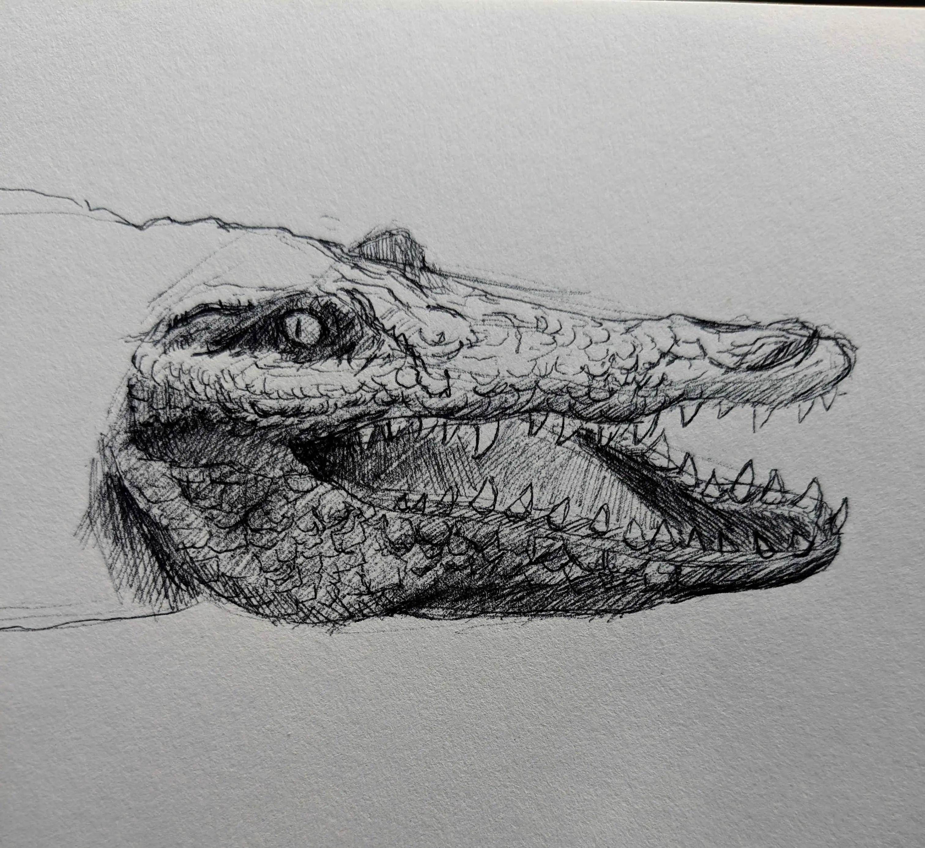 gator sketch